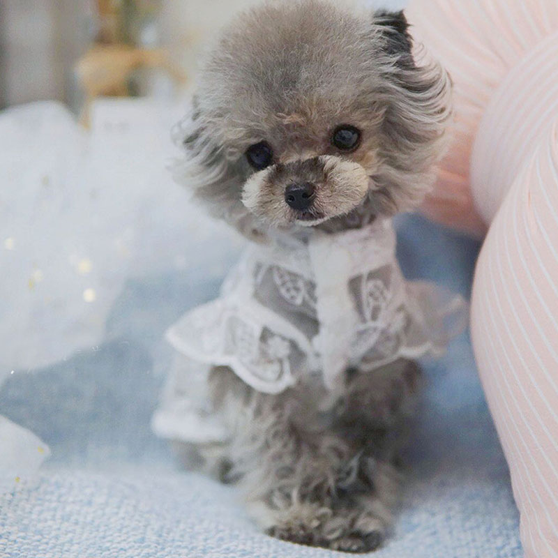 White Lace Princess Dog Weedin - Xl Summer Clothing review and price